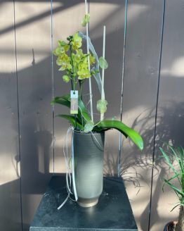 Orchidee mit Topf (2)